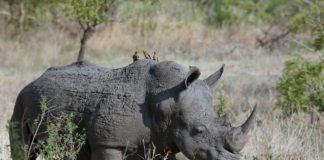 Khama Rhino Sanctuary Khama Rhino Sanctuary Botswana