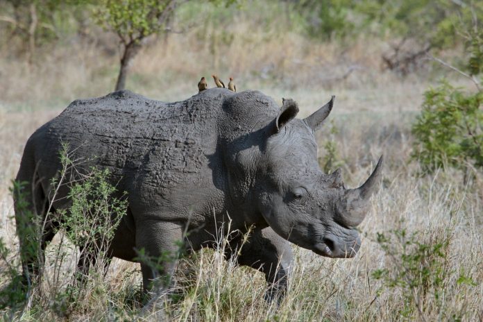 Khama Rhino Sanctuary Botswana
