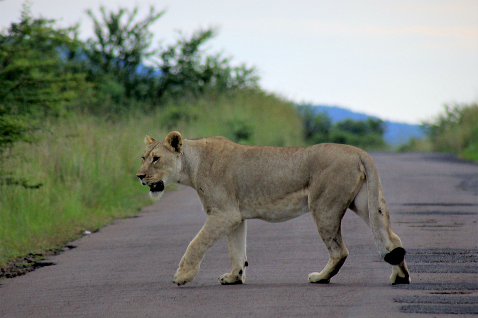 Leeuw op de weg in Kruger