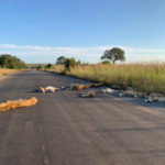 Leeuwen op de weg in Kruger