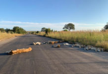 Leeuwen slapen op de weg door lockdown in Zuid-Afrika Leeuwen op de weg in Kruger