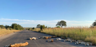 Leeuwen slapen op de weg door lockdown in Zuid-Afrika Leeuwen op de weg in Kruger