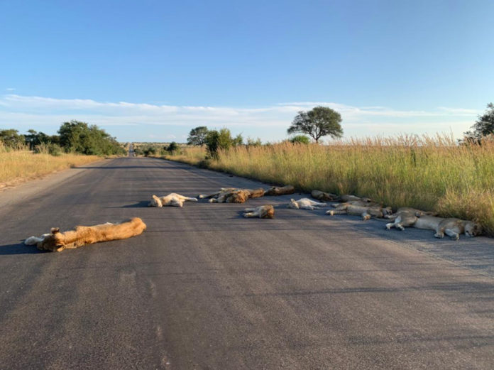 Leeuwen op de weg in Kruger