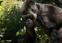 Nieuw WWF-project versterkt natuur en gemeenschappen rond Lobéké National Park Nationaal park Lobéké