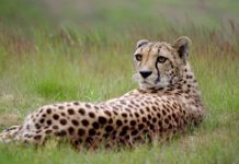 Bijzondere safari’s in Tuli Block Tuli Block Botswana Cheeta