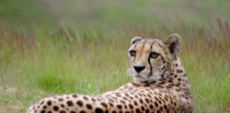 Bijzondere safari’s in Tuli Block Tuli Block Botswana Cheeta