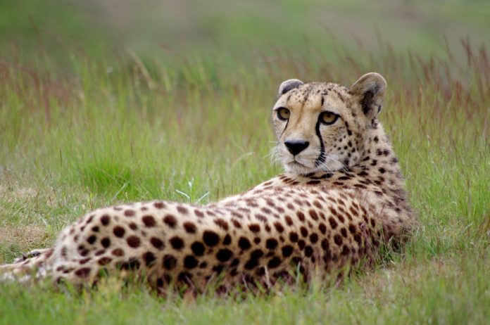Tuli Block Botswana Cheeta