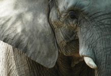 Zeldzame ontmoeting met olifant in Niokolo Koba geeft nieuwe hoop Tuli Block Botswana olifant