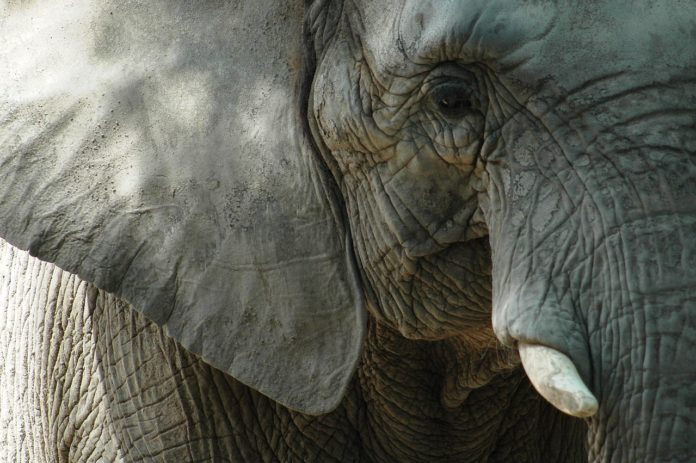 Tuli Block Botswana olifant