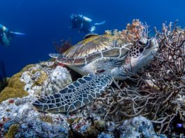 De 10 beste duikplekken in Afrika beste duikplekken in Afrika