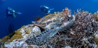 De 10 beste duikplekken in Afrika beste duikplekken in Afrika