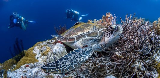 De 10 beste duikplekken in Afrika beste duikplekken in Afrika