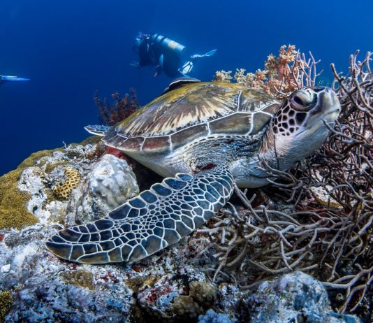 De 10 beste duikplekken in Afrika beste duikplekken in Afrika