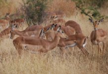 Aouk National Park Aouk Tsjaad
