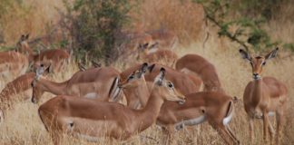 Aouk National Park Aouk Tsjaad
