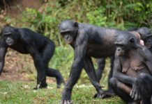 African Parks gaat bijna het hele Chinkobekken beheren Bonobo African Parks