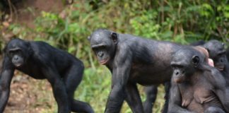 African Parks gaat bijna het hele Chinkobekken beheren Bonobo African Parks
