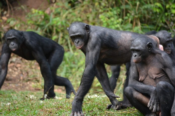 Bonobo African Parks