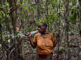 Wildreservaat Dja Dja Kameroen Pygmee