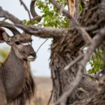 Mwabvi Wildlife Reserve Kudu
