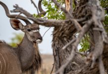 Mwabvi Wildlife Reserve Mwabvi Wildlife Reserve Kudu