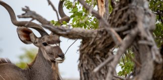 Mwabvi Wildlife Reserve Mwabvi Wildlife Reserve Kudu