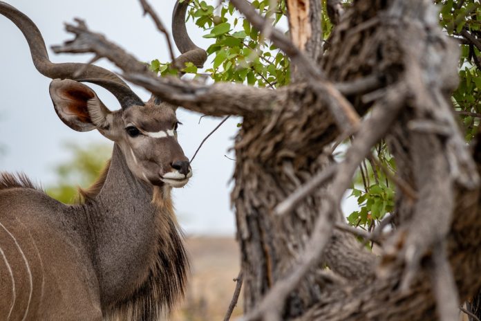 Mwabvi Wildlife Reserve Kudu