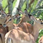 Mwabvi Wildlife Reserve Malawi