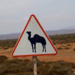 Sahara kamelen