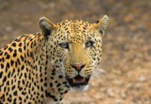 Zeldzaam jachtluipaard gezien in het Hoggar gebergte cheeta jachtluipaard hoggar alegrije