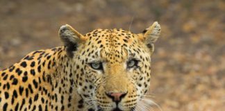 Zeldzaam jachtluipaard gezien in het Hoggar gebergte cheeta jachtluipaard hoggar alegrije