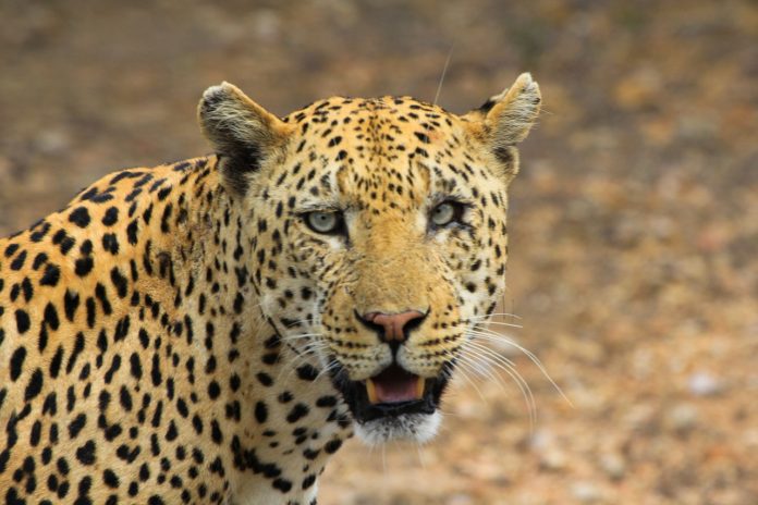 cheeta jachtluipaard hoggar alegrije