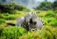 Akagera National Park Akagera National Park Rwanda