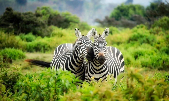 Akagera National Park Rwanda