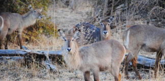 Lukusuzi national park Lukusuzi zambia stunningtravel