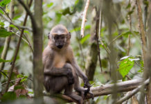 Mangabeys tracking en Saline tour Mangabeys Dzanga Sangha