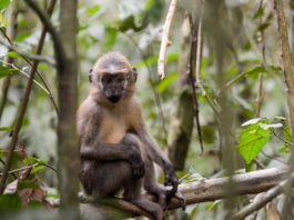 Mangabeys tracking en Saline tour Mangabeys Dzanga Sangha