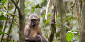 Mangabeys tracking en Saline tour Mangabeys Dzanga Sangha