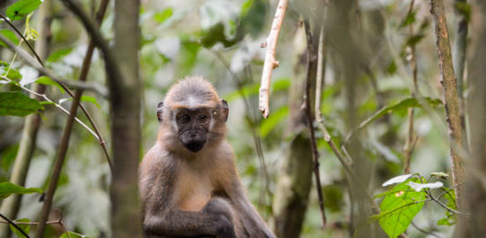 Mangabeys tracking en Saline tour Mangabeys Dzanga Sangha