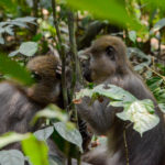 Mangabey apen Afrika