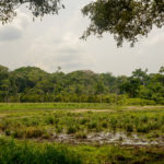 Ngubunga Bai Dzanga Sangha