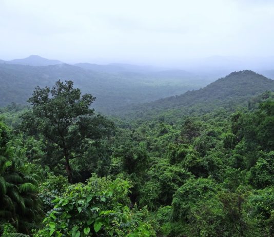 Nyungwe Forest National Park Nyungwe Forest National Park Rwanda