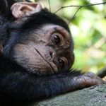Nyungwe Forest National Park chimpansee