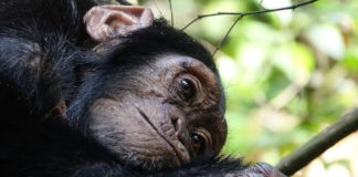 Chimpansee in de serie dier uitgelicht