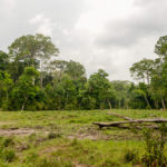 Saline Dzanga Sangha