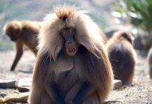 Simien Mountains National Park Simien Mountains National Park Ethiopië