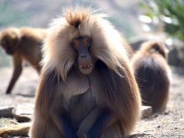 Simien Mountains National Park Simien Mountains National Park Ethiopië