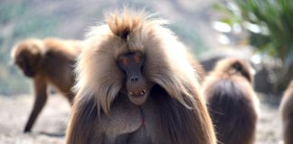 Simien Mountains National Park Simien Mountains National Park Ethiopië