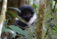 Gishwati Mukura National Park Gishwati Mukura National Park Rwanda