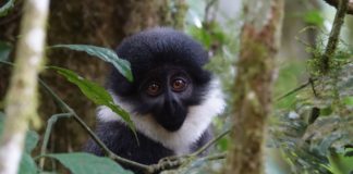 Gishwati Mukura National Park Gishwati Mukura National Park Rwanda